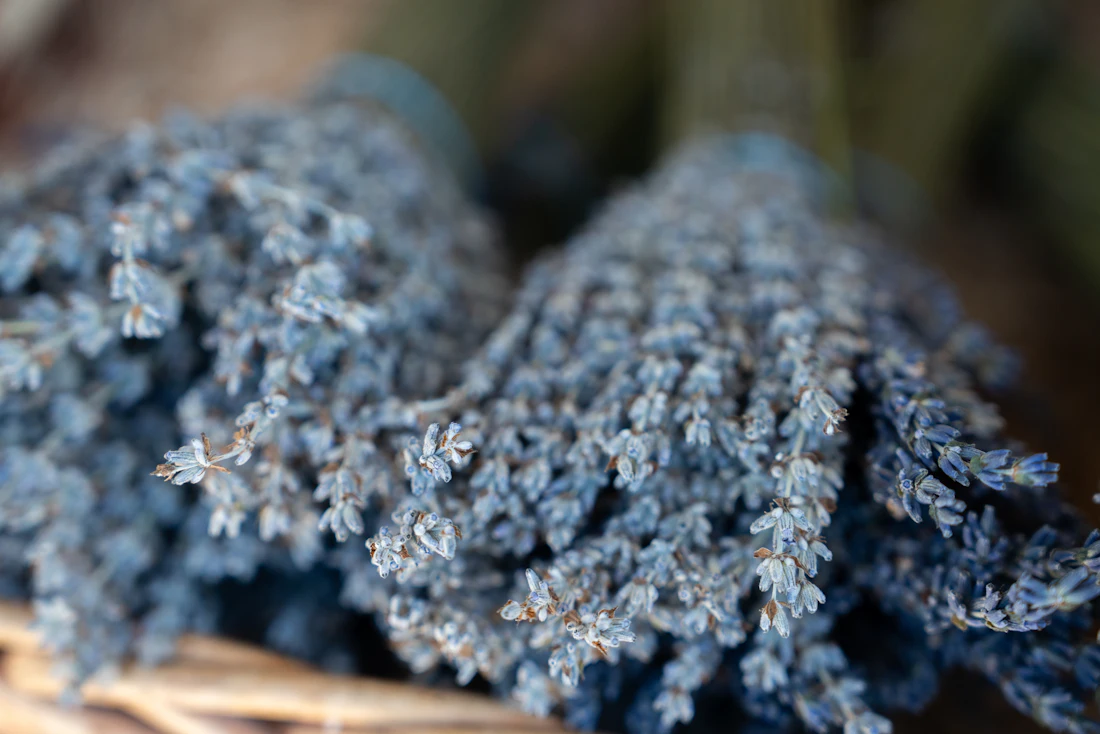 Getrockneter Lavendel in einem Korb